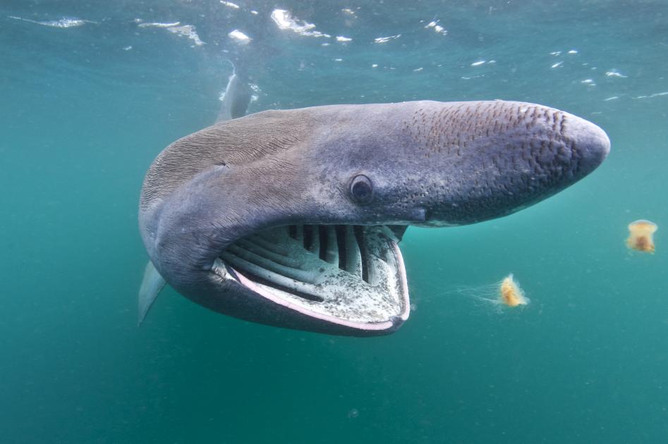 Basking Shark Size Comparison To Human